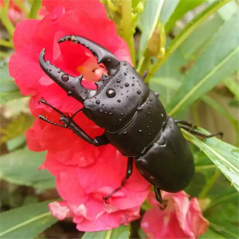 Милый питомец: живой взрослый жук-насекомое, фея без единорога, бесплатная доставка, видео распаковки в комплекте.