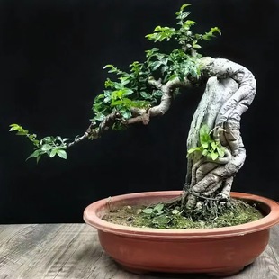 ˮ��÷�S�G�Ϙ�Ϫ߅�tˮ�d���~���쾰�^���Gֲ�̨�k���������辰