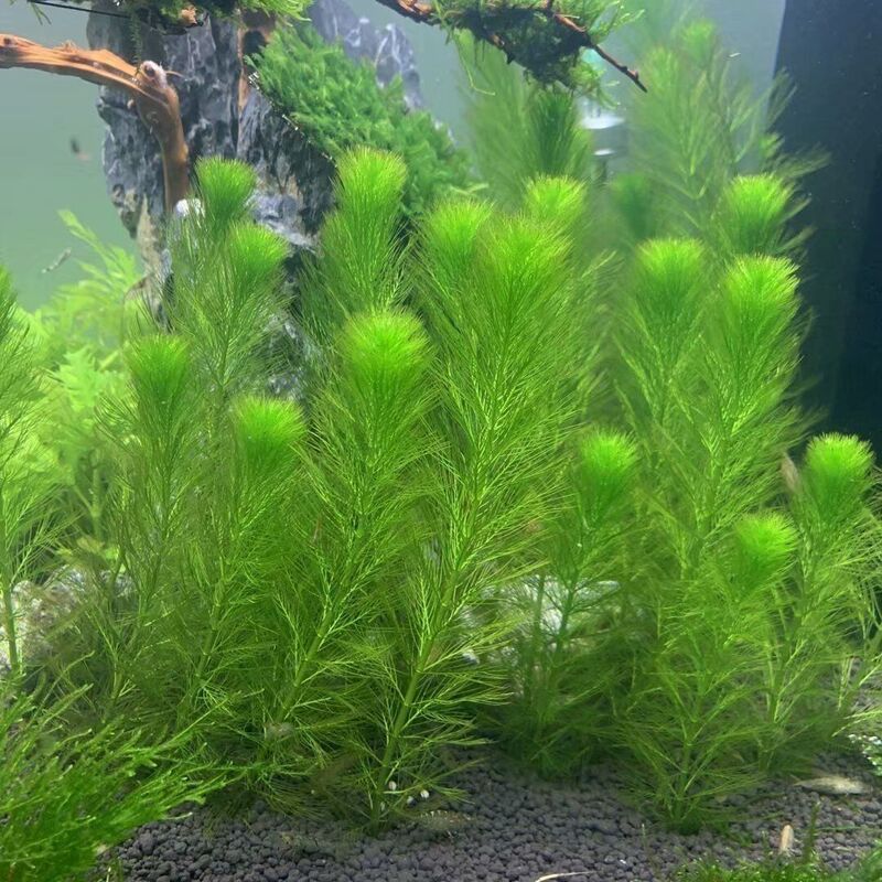 绿菊坨草增氧懒人球形水草斗鱼鱼缸造景无需底砂净化亚马逊|undefined