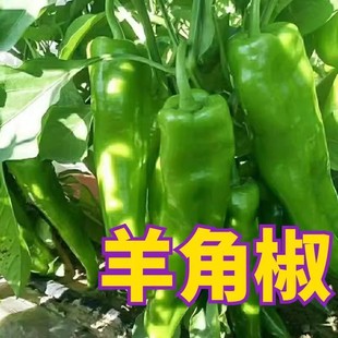 ������ǽ��N�������ش���Lţ�������Ѵ������ļ������ཷ�߲���