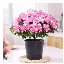 �ļ����N�����Ԏ�������üt���N�������Ϙ����B����ֲ���҃��_��