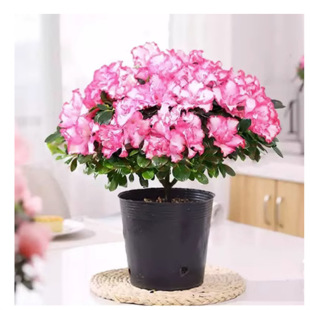 �ļ����N�����Ԏ�������üt���N�������Ϙ����B����ֲ���҃��_��