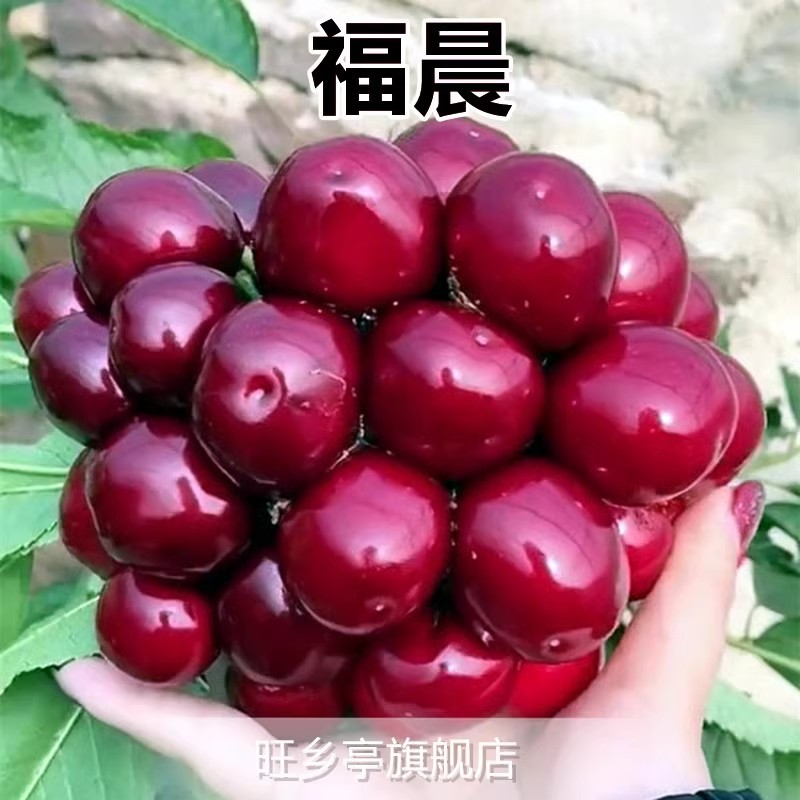 푸첸(당년 열매를 맺은 5년생 묘목) 죽은 묘목에 대한 보상이 보장됩니다!