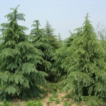 �²�һ��ѩ�ɷN��ӡ��ѩ�ɘ�ѩ���ь������ļ��ɲ�