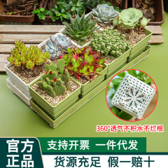 愛美多肉専用植木鉢小白方組み合わせ樹脂厚さコントロール根通気性プラスチック植物栽培鉢付