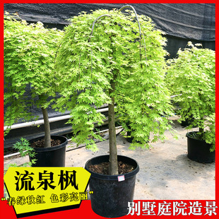 �S����Ȫ�����ձ�Ʒ�N�t������e�����@ͥԺ�L�����쾰���R�Gֲ��