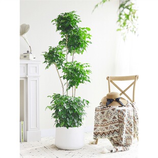 �Ҹ������Դ�͏d�Gֲ�Ϙ�������;G���仨��ƽ�����҃ȴ���ֲ��