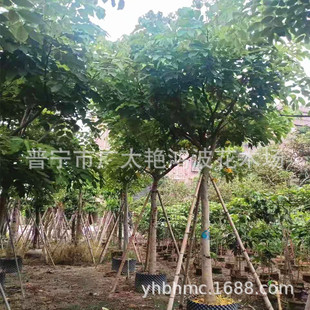�Ռ���ֲȫ���D�c�����5-20���ִ�Ǽ܆�ľ��ľ��ľ�����L������