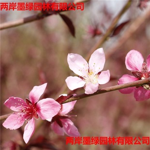 ��ľ�������l�t�~���� ���~�һ��� ���NҎ���L���� �@�־G��