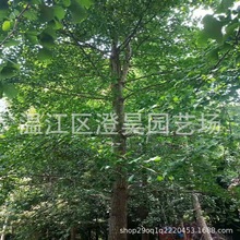 成都批发银杏树20公分提供规格工程苗致电13730679058工程苗供应