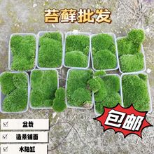 白发藓苔新鲜鲜活青苔藓大灰鲜短绒藓真苔藓微景观材料造景植物