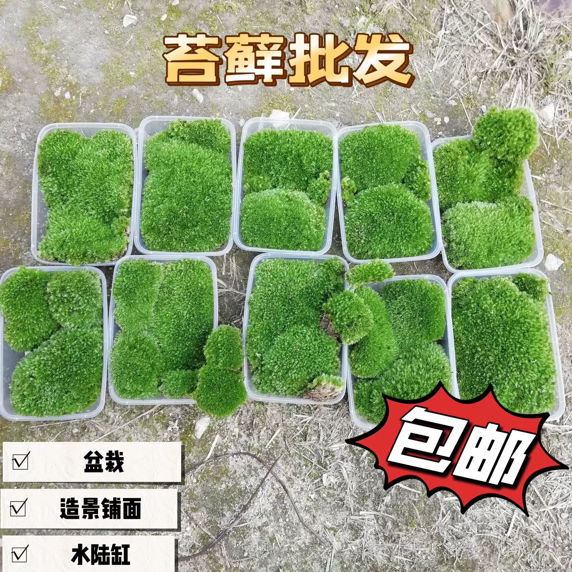 青苔藓鲜活白发藓微景观绿植盆景桌面假山造景材料永生短绒植物