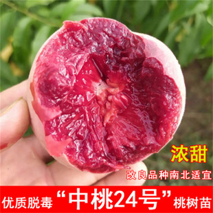 ���AѪ�ҹ��� �t������Ѫ�Ҙ��� �iѪ���紺��Ѫ�ҹ�����޽�����