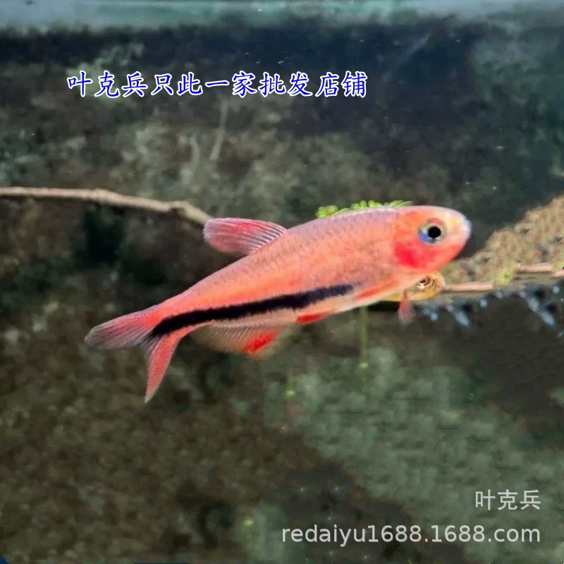 Оптовая продажа декоративных черных мечей Shanghai, супер-яд черных мечей, миниатюрные южноамериканские высококачественные аквариумные растения для светолюбящих рыбок.