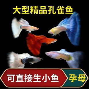 ��ȸ�~�^�p�Pβ�~С�~���N�ᎧС�ͺ��B�Ꭷ�~�ͻ��~���^�p�~��ĸ