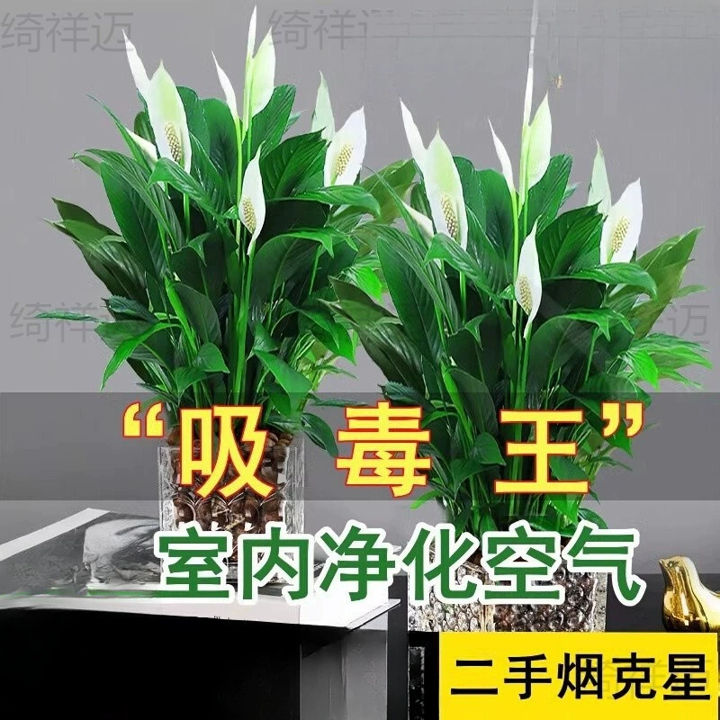 Лилия мира в горшках, плющ, комнатные цветы, гидропонный антуриум, зеленое растение, денежное дерево, поглощение формальдегида.