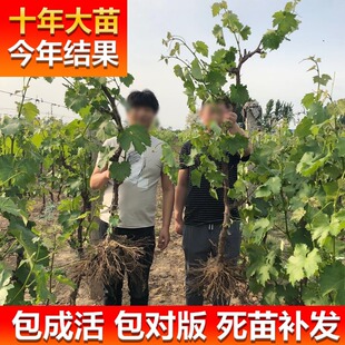 �{��ʯ��������䱱���Ϸ��Nֲ����ͥԺ�����������ј��m����Y��