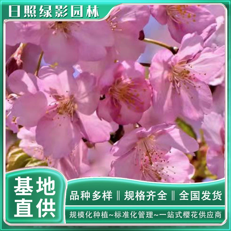База напрямую поставляет 3 см Hejin Cherry Tree Саженец Rizhao Зеленый сад теней Hejin Cherry Где купить