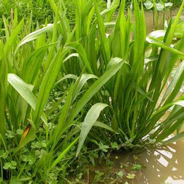 绿化沉水植物长叶扁担植物四季常青水质草矮生草大苦河道造景净化