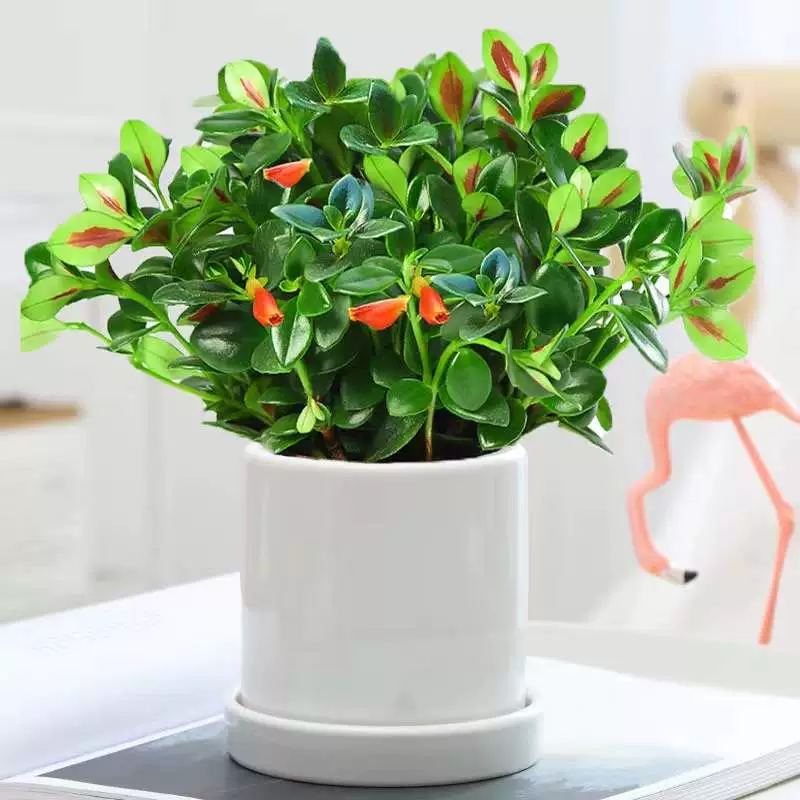 Золотая рыбка хлорофитум в горшке четыре сезона цветочное растение цветок золотой рыбки комнатная гостиная цветочное растение кресс-салат зеленый вечнозеленый