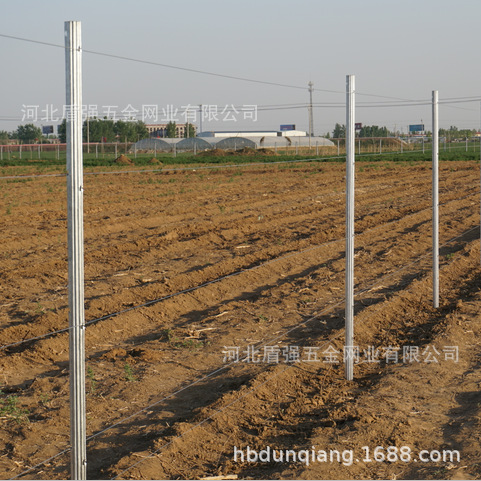 新型热镀锌梅花形钢架 葡萄架立柱 非水泥柱 葡萄用立柱