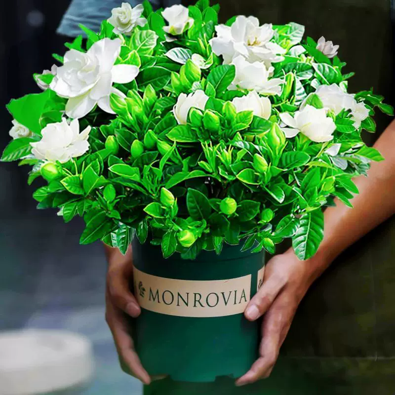 Цветочное растение гардении в горшке для дома с бутонами, балконное гидропонное зеленое растение, сильный аромат, поглощает формальдегид и легко поддерживается в любое время года.