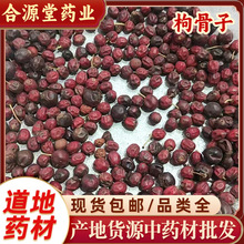 中材批发功劳子 功劳籽枸骨子 猫儿刺子枸骨子 八角刺子枸骨籽