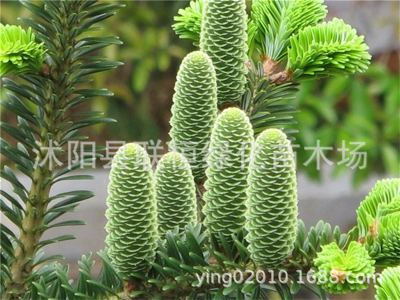 冷杉树种子喜与冷湿的云杉落叶松铁杉和某些松树组成针阔叶混交林-阿里巴巴