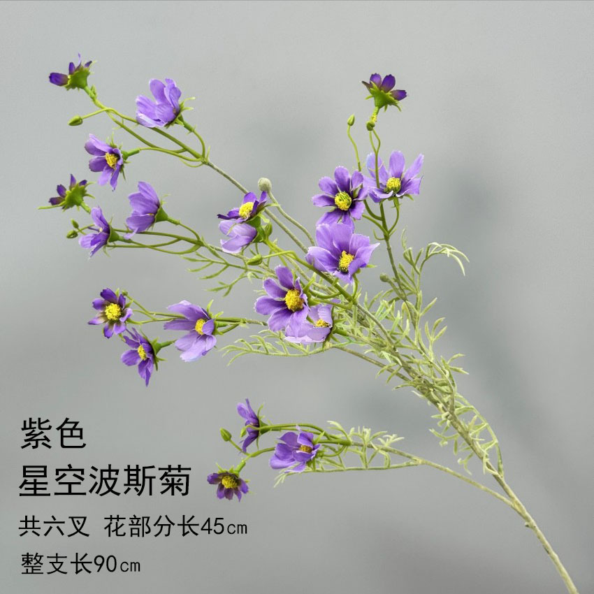 스타 코스모스-퍼플