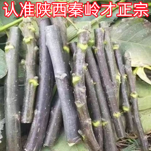 ���r���Ҙ�֦���u��500g�˺���֦�~��ɽ���Ҙ��~Ұ�������֦�ݾ�