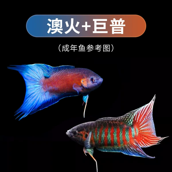 5 each of Jupu and Aohuo [10 fry in total] 2-3cm
