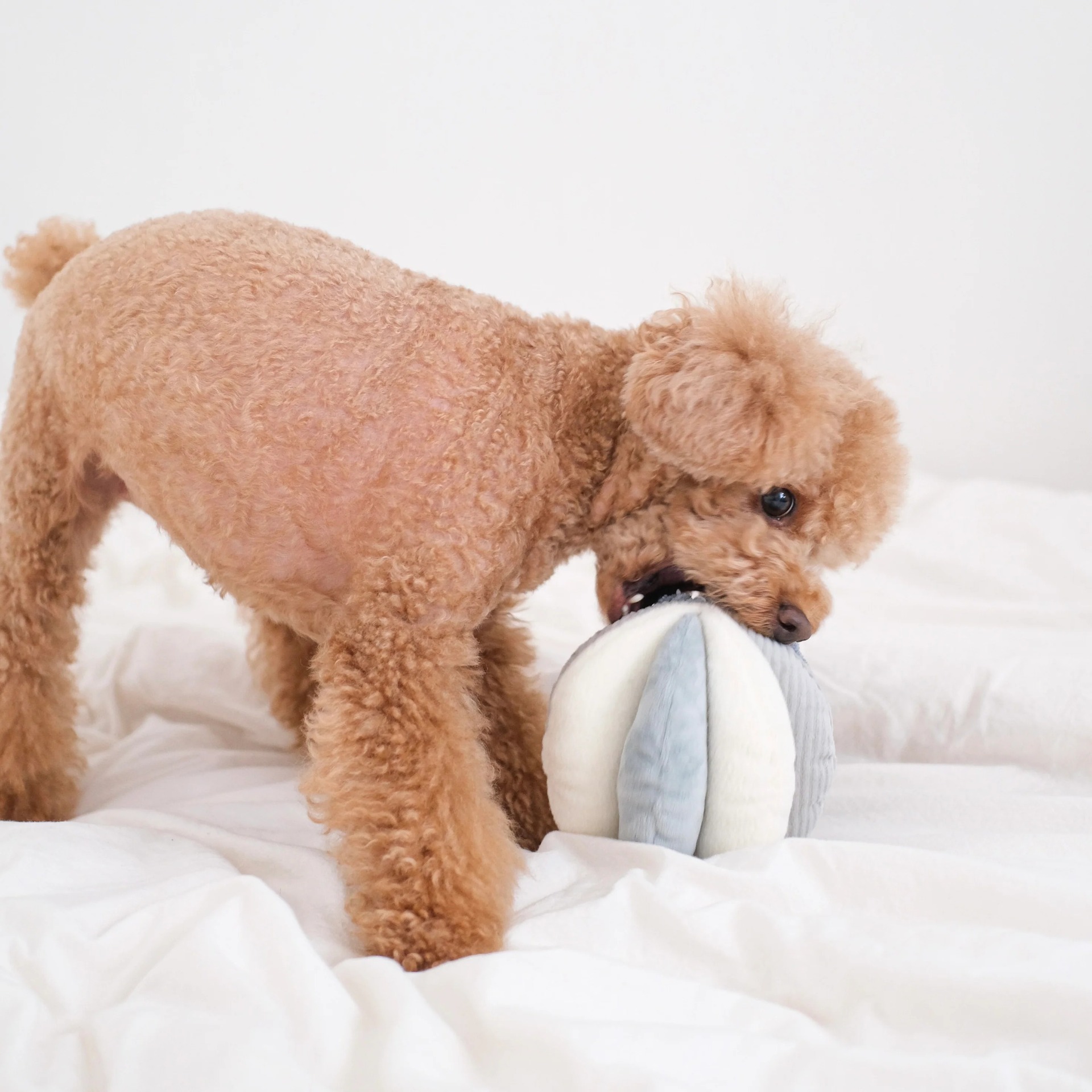 Nuevos productos transfronterizos TOTO chirriantes bolas de respiración de nariz mascotas perros mordidas para aliviar el aburrimiento tibetano juguetes de peluche al por mayor image 3