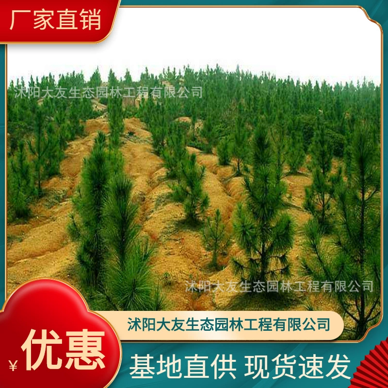 База оптом доморощенные Pinus tinii рассада живописная дорога сад инженерные Зеленые саженцы