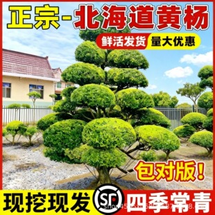 �S��ͥԺ���͘�����ļ�����С�~ȸ���S���辰��e���G���Lˮ����