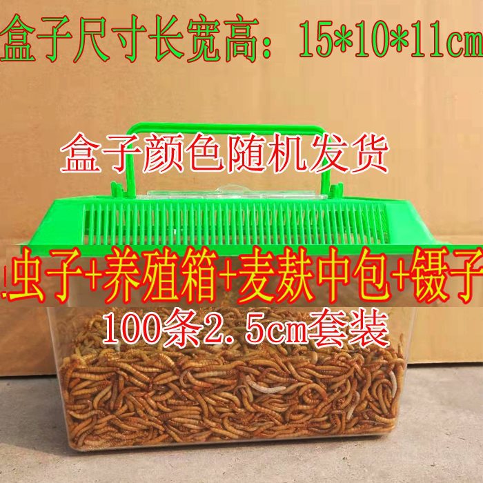 100条虫子2.5厘米+养殖盒套装