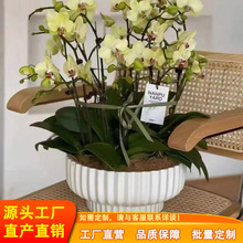 sr12Qy mNֲ մɈAӼҔ[ɶ