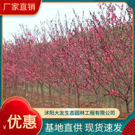 基地直销 红叶桃 紫叶桃苗绿化植物 紫叶碧桃 红叶碧桃 青叶