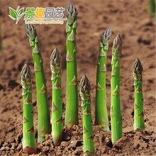 芦笋种子秋季蔬菜种子家庭种植阳台庭院盆栽阳台四季高端保健种菜