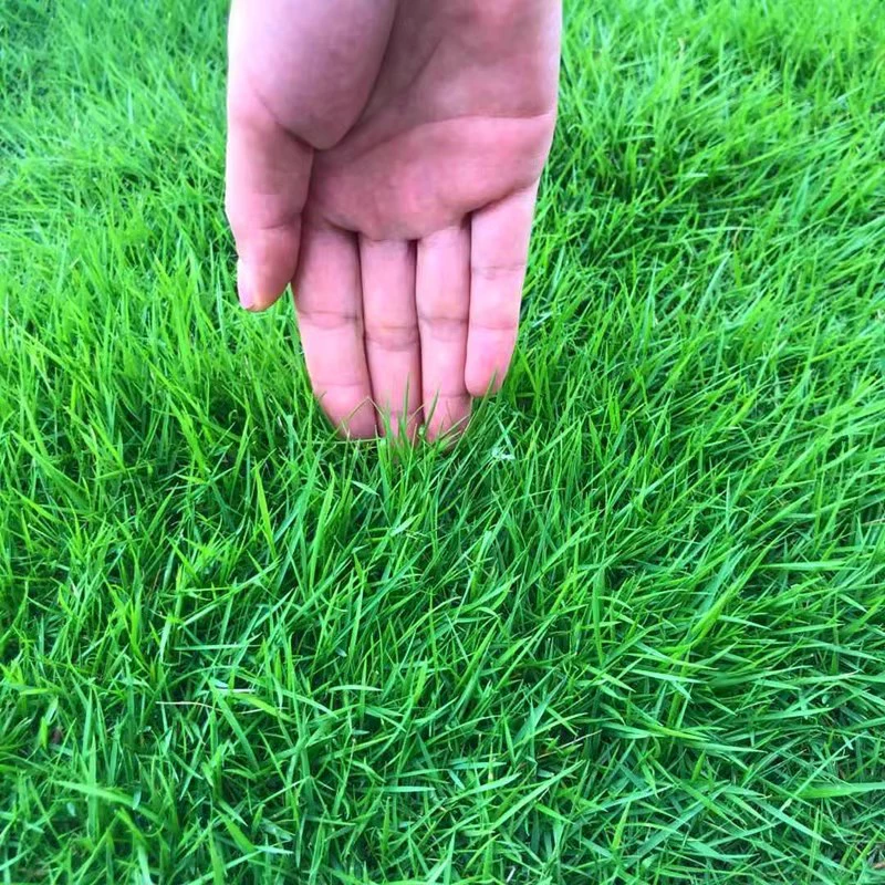 Семена травы с собачьими зубами в скорлупе, очищенные семена, вечнозеленые, морозостойкие и засухостойкие, зелень, защита склонов и почвофиксирующие семена травы для всех сезонов.