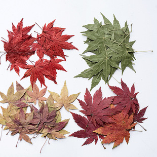 Maple leaf leaf leaf real leaf leaf sticker plant specimen dried flower embossed phone shell bookmark