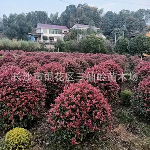 ���l �ڷ�100cm ���90cm�t�~ʯ���t�~ʯ�ë��1�� �r�񃞻�