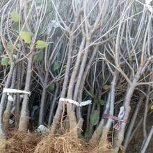 ޽ӴҘͺҘN̨Լ޽ӴҘ