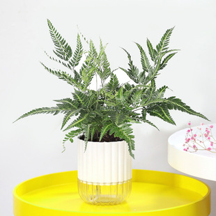 ���˻���͸������ˮ����֬�����_�h�������~������ֲ�ﻨ��