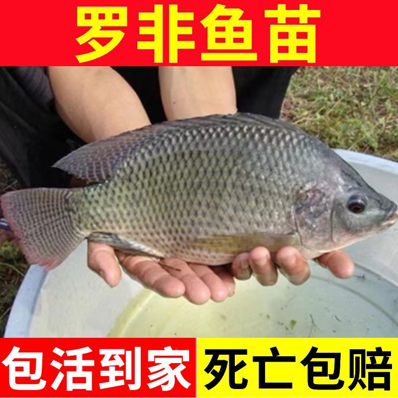 Extra Large Tilapia Fry, Cold-Resistant and Cold-Resistant, All-Male Tilapia Fry, African Crucian Carp Fry, Fushou Fish Fry Wholesale Extra Large Tilapia Fry, Cold-Resistant and Cold-Resistant, All-Male Tilapia Fry, African Crucian Carp Fry, Fushou Fish Fry Wholesale