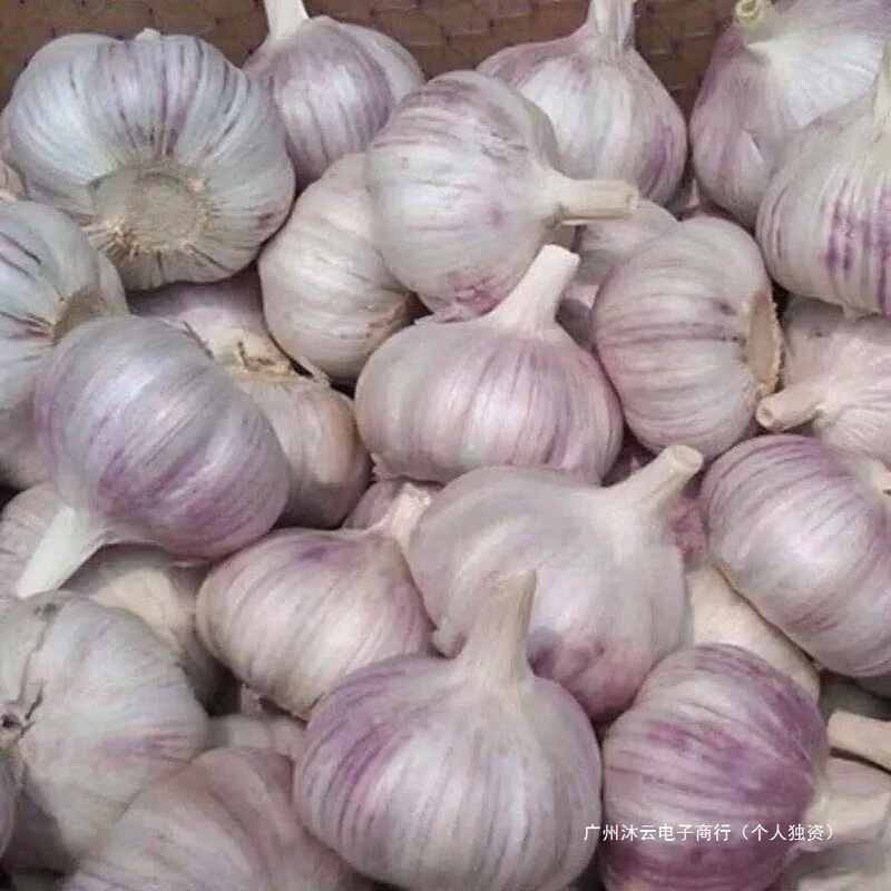This Year's New Dried Garlic 2.5kg Garlic Bulbs, Farm Fresh Garlic Bulbs Starting from 250g, Purple and White Skinned Garlic, Seasonal Vegetables, Whole Box This Year's New Dried Garlic 2.5kg Garlic Bulbs, Farm Fresh Garlic Bulbs Starting from 250g, Purple and White Skinned Garlic, Seasonal Vegetables, Whole Box