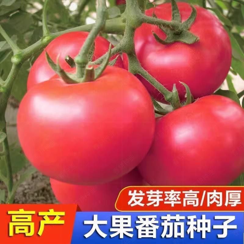 特大西红柿种子 中蔬四号超甜 大红柿子种籽高产全国四季蔬菜种子