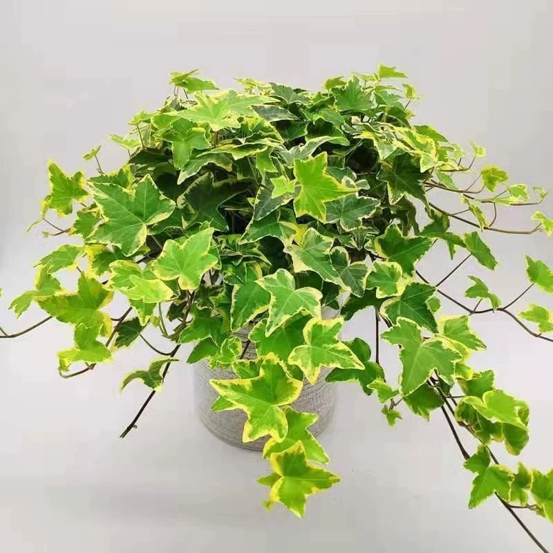 Золотой Плющ в горшке Висячее растение Зеленое растение Вечнозеленое зеленое растение Балкон Внутренние и наружные цветы хлорофитума Хорошо подходят для выращивания