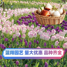 种子;种球;种苗