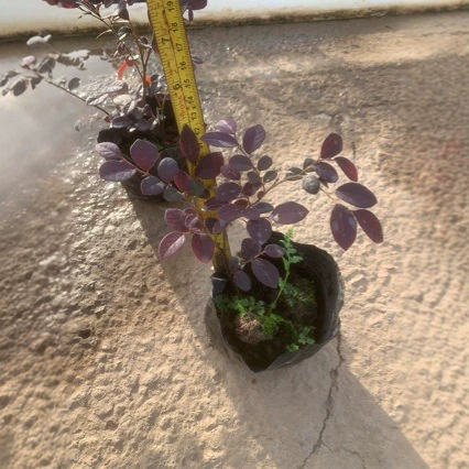 Оптовые поставки рассады красного орхидеи в стаканчиках