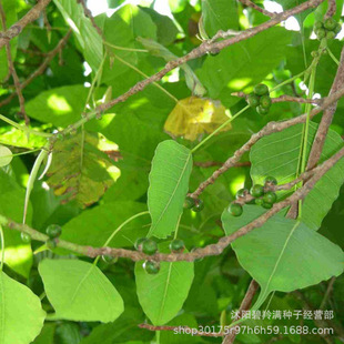 菩提樹種子圖片 海量高清菩提樹種子圖片大全 阿里巴巴